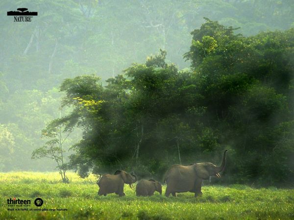 Odzala National Park