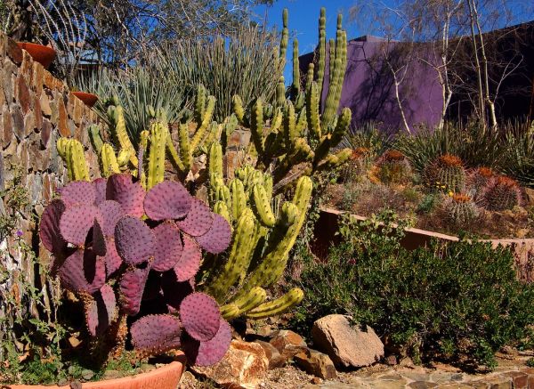 Arizona-Sonora Desert Museum