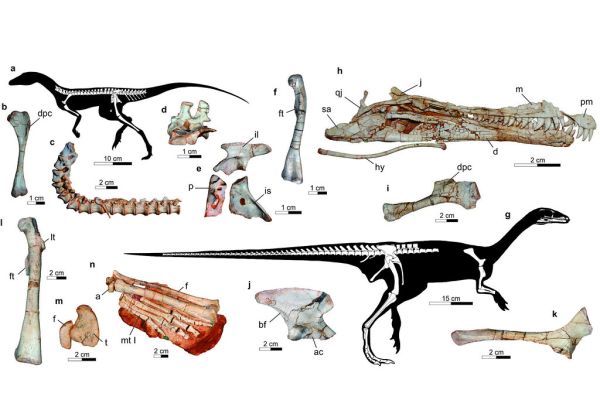 科學家在玻利維亞雲霧林發現全新野生貓科動物提爾卡約