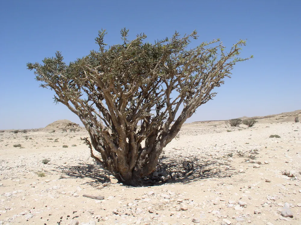 Land of Frankincense