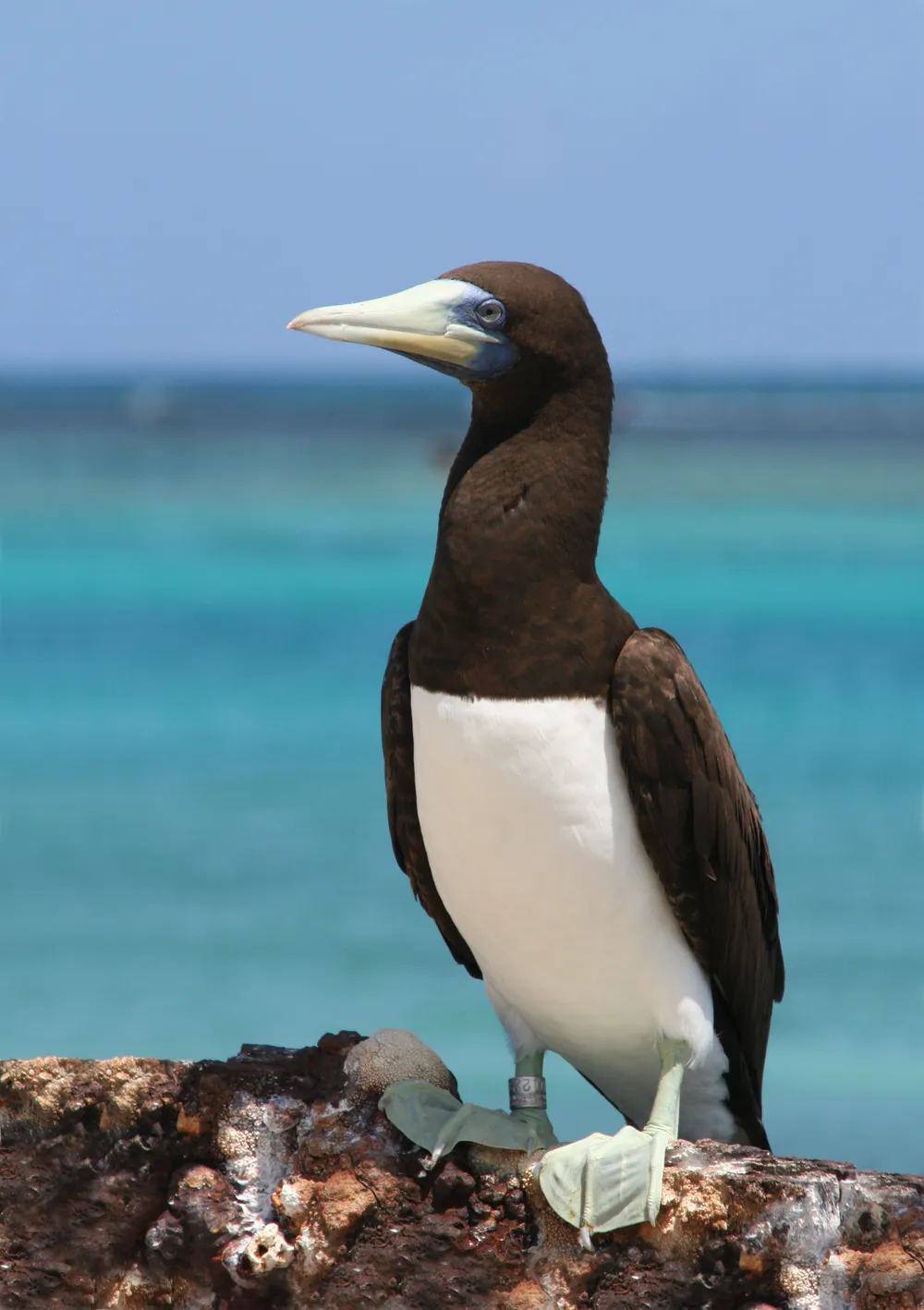Bedout Island