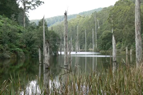 Great Otway National Park