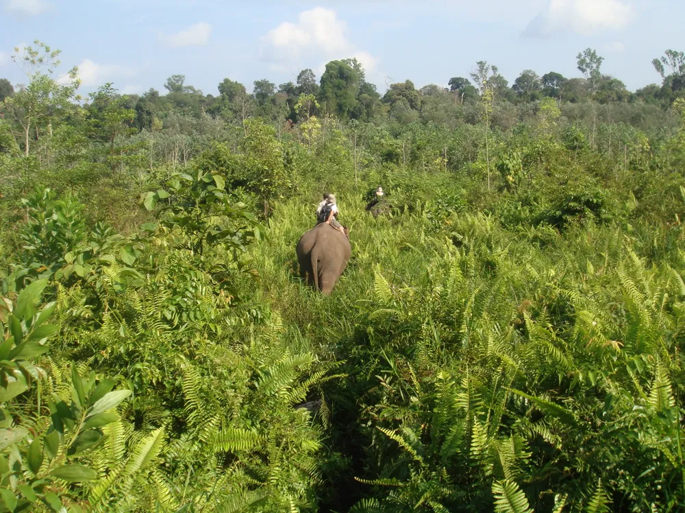 Tesso Nilo National Park