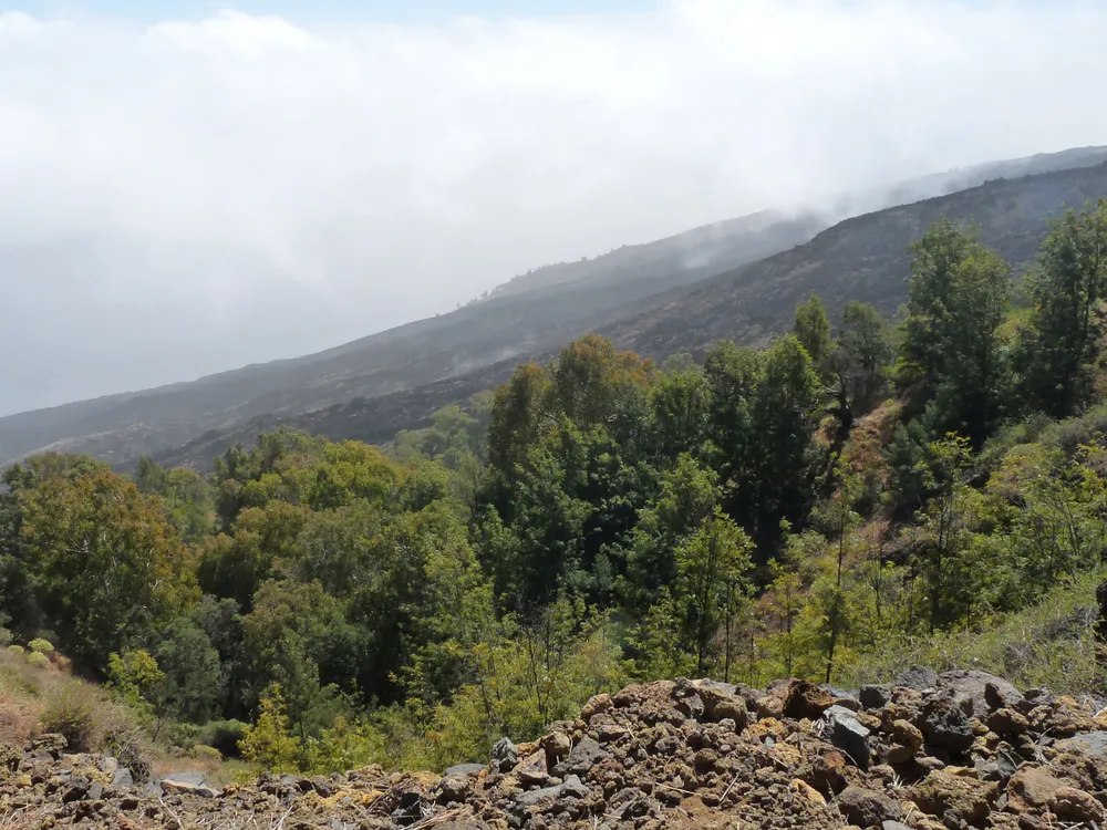 Monte Velha