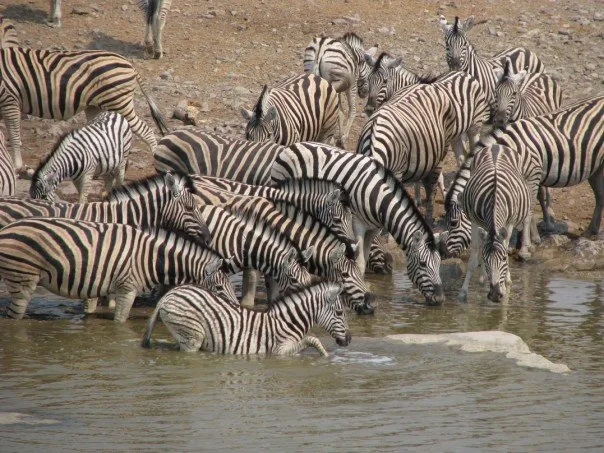 Etosha National Park, Namibia