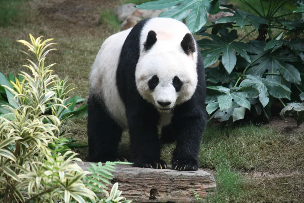 兩隻大熊貓平平、福雙抵達亞特蘭大動物園 成為中美合作新里程碑