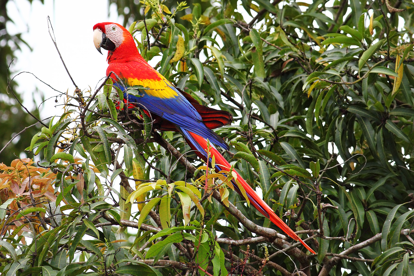 Carara National Park, Costa Rica