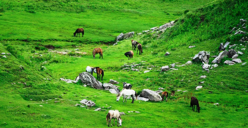 Khaptad national park