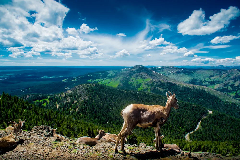 Mount Washburn