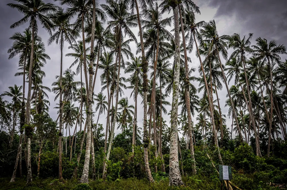Pentecost Island