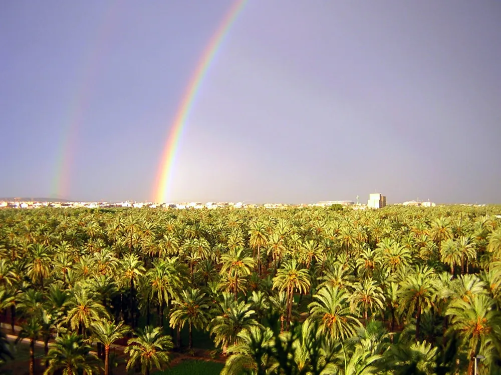 Palmeral of Elche