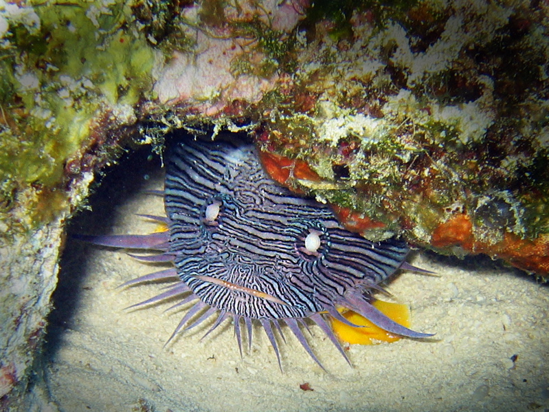 Arrecifes de Cozumel National Park, Mexico