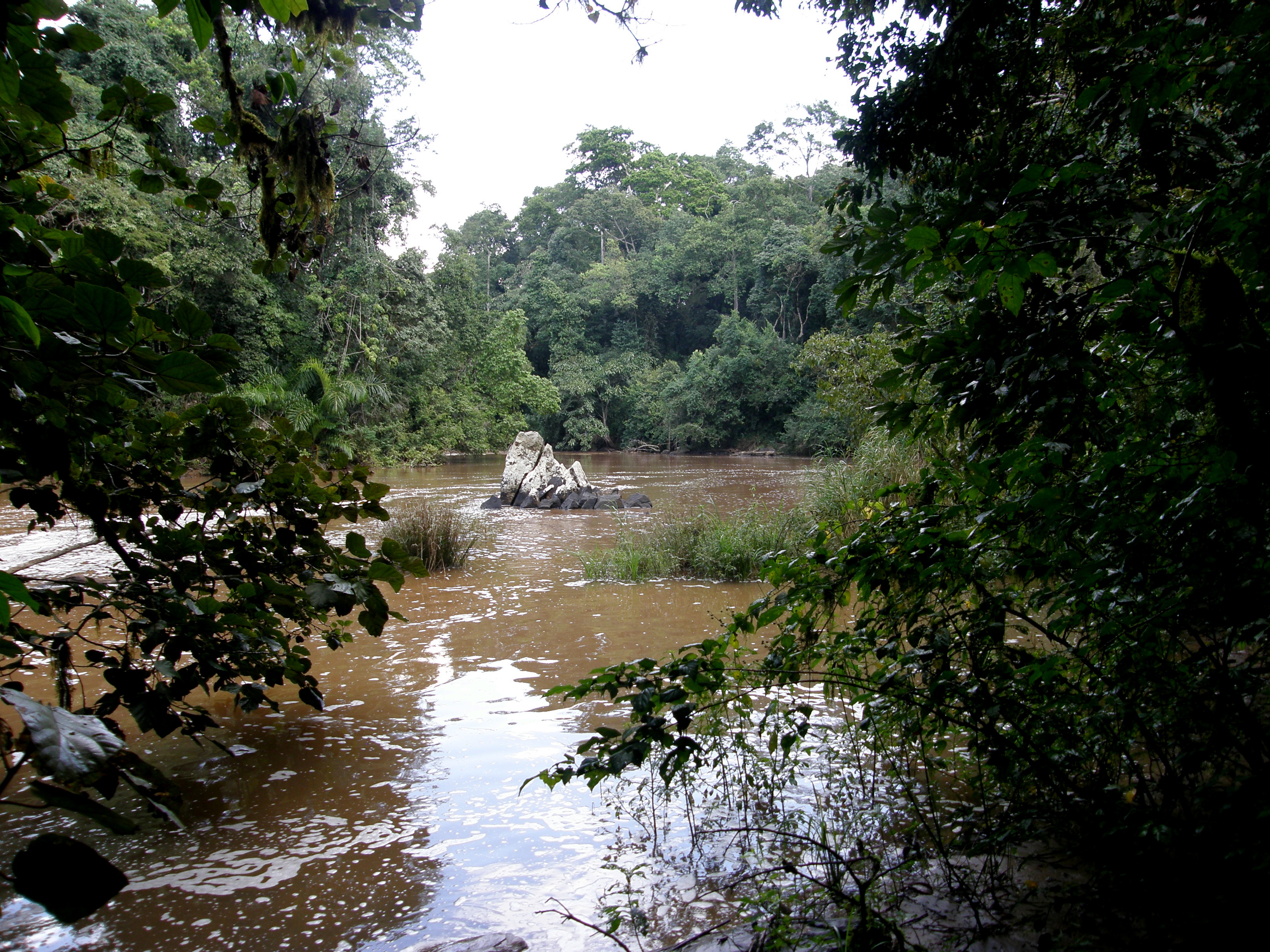 Kakamega Forest, Kenya