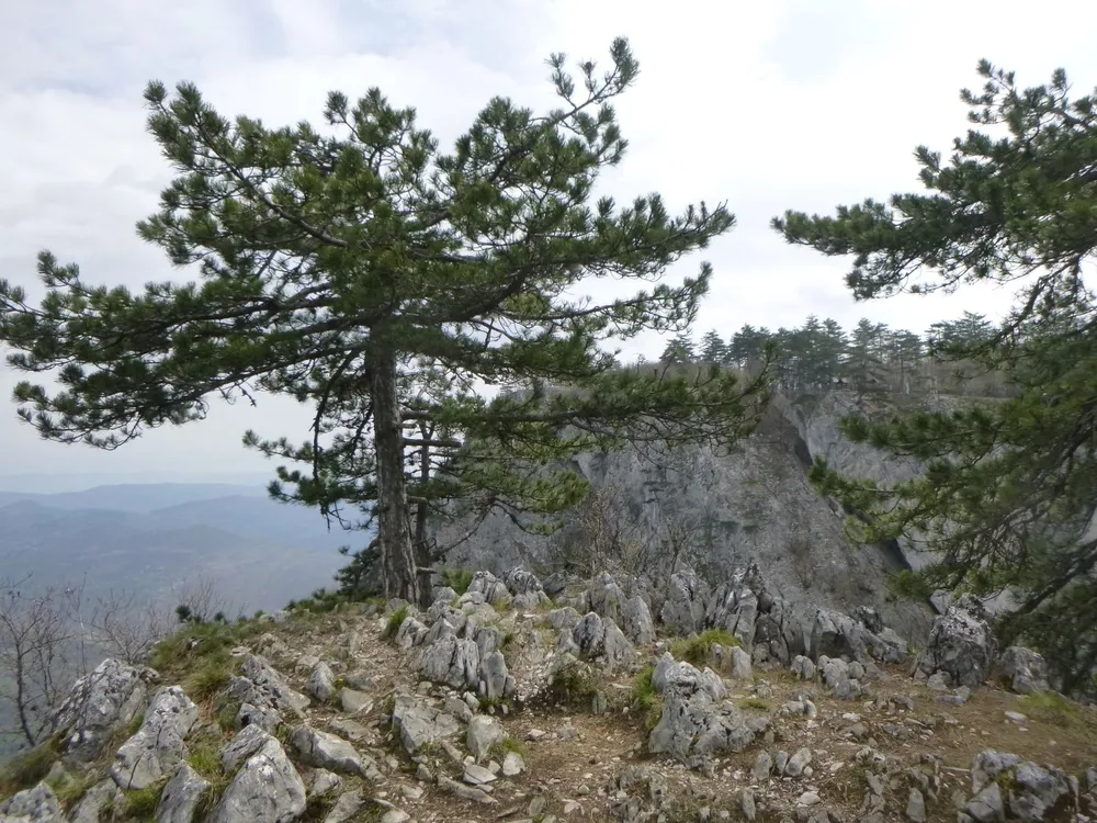 Tara National Park, Serbia