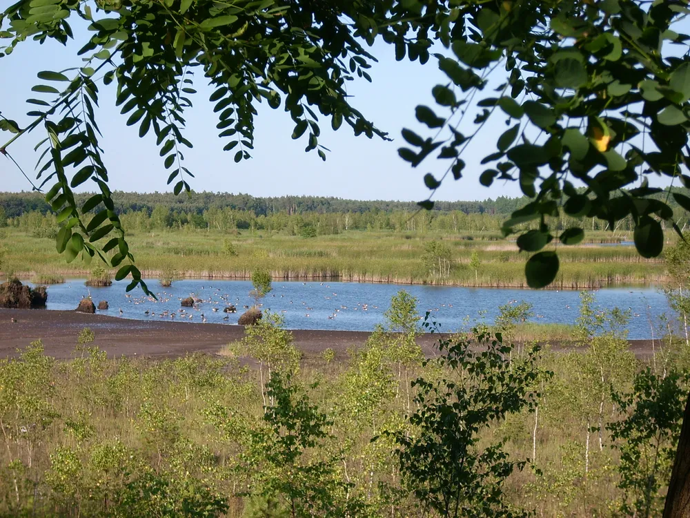 Graureihersee