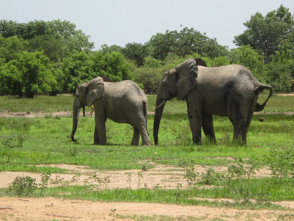 Mole National Park, Ghana