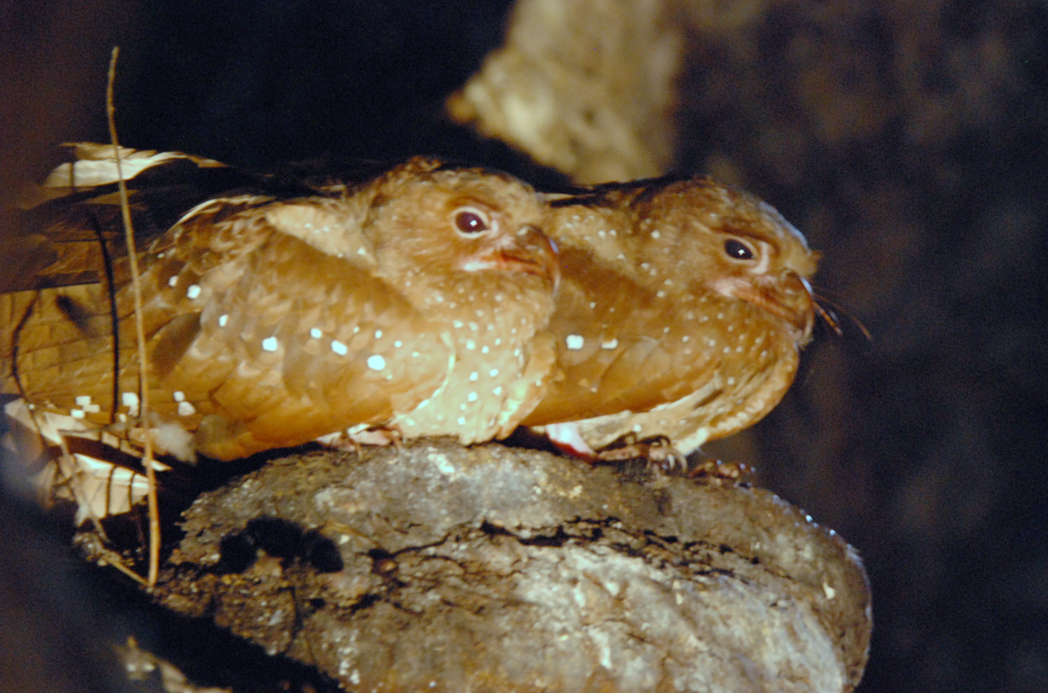 Carrasco National Park