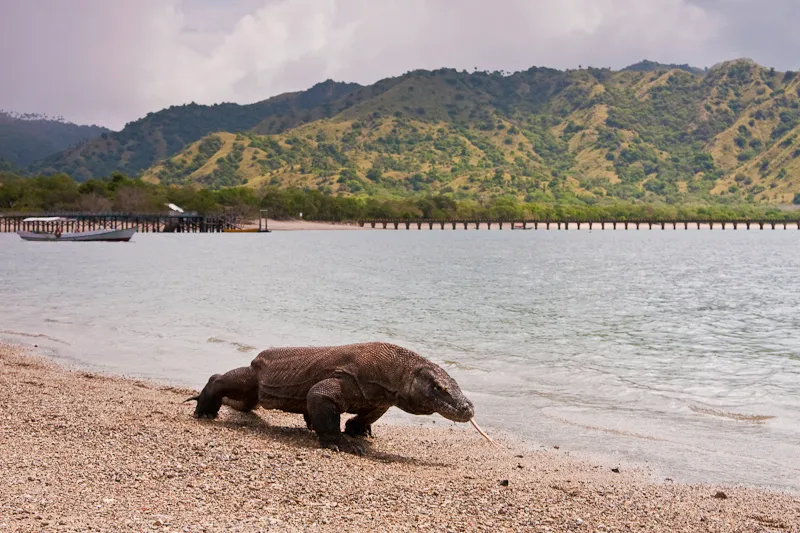 Komodo National Park