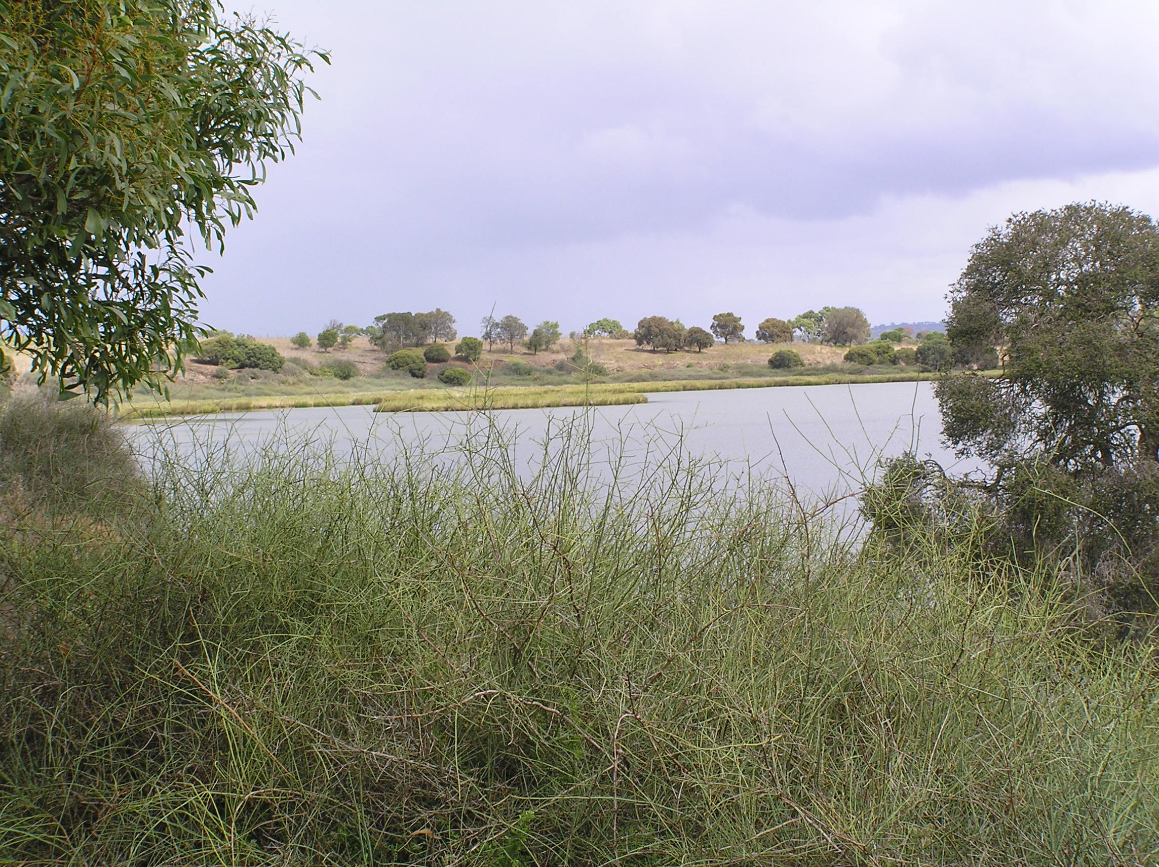 Lake Connewarre