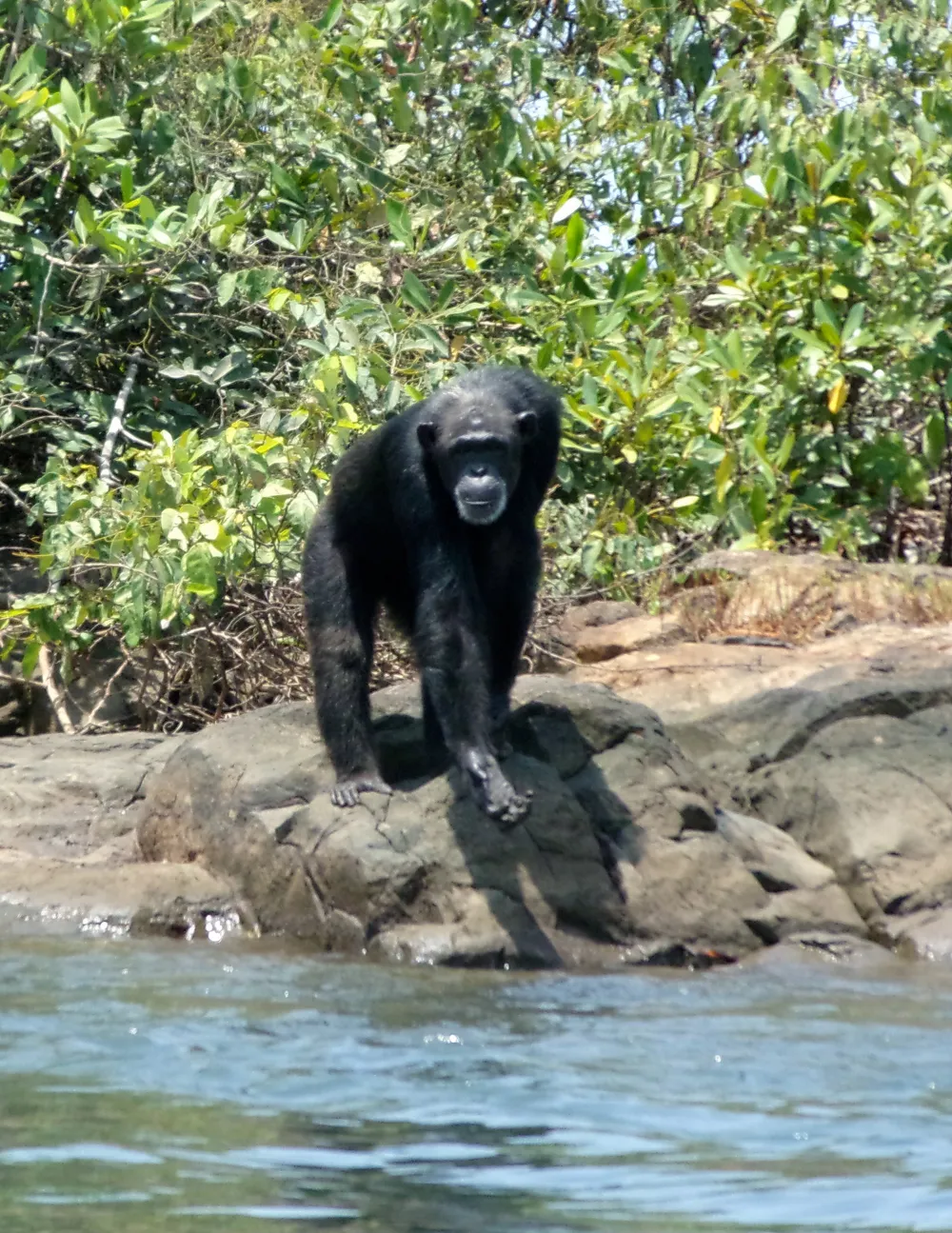 Monkey Island, Liberia