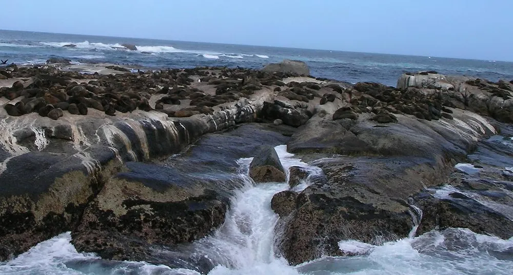 Duiker Island