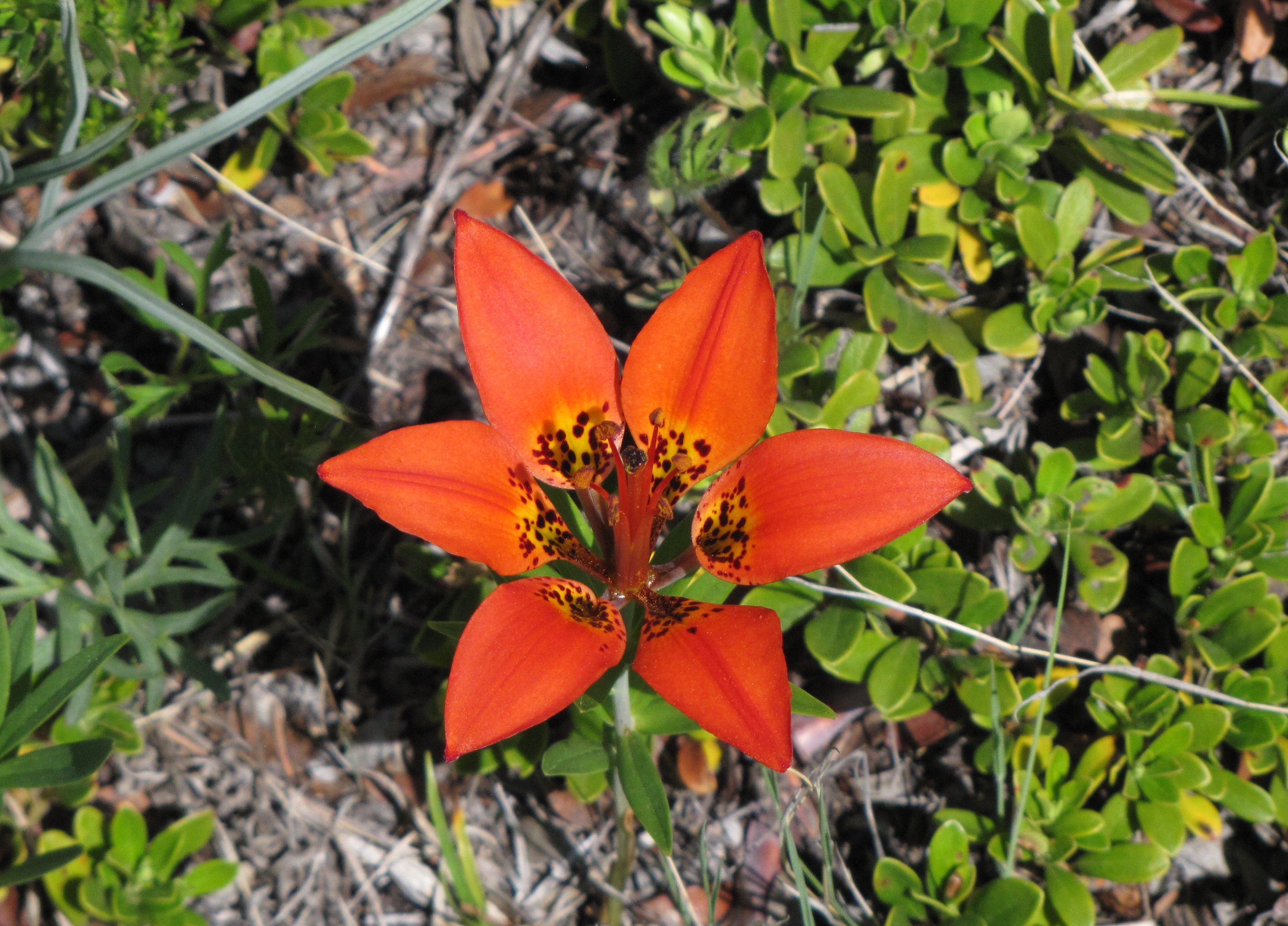 Botanical tourism