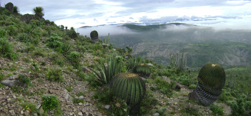 Tehuacán-Cuicatlán Biosphere Reserve