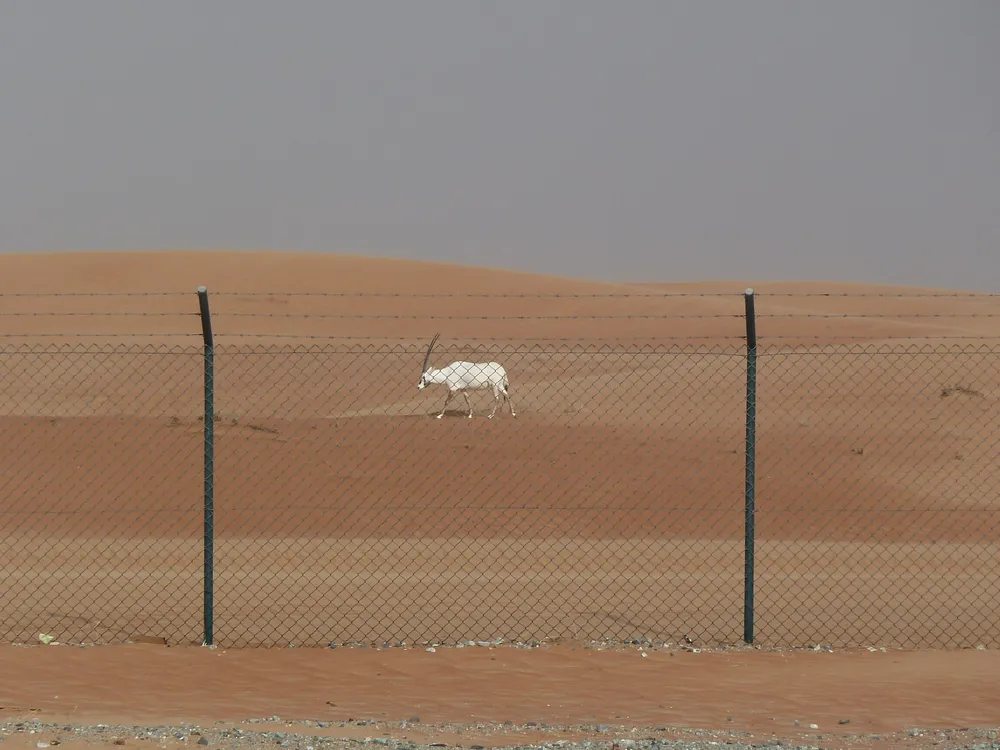 Arabian Oryx Sanctuary