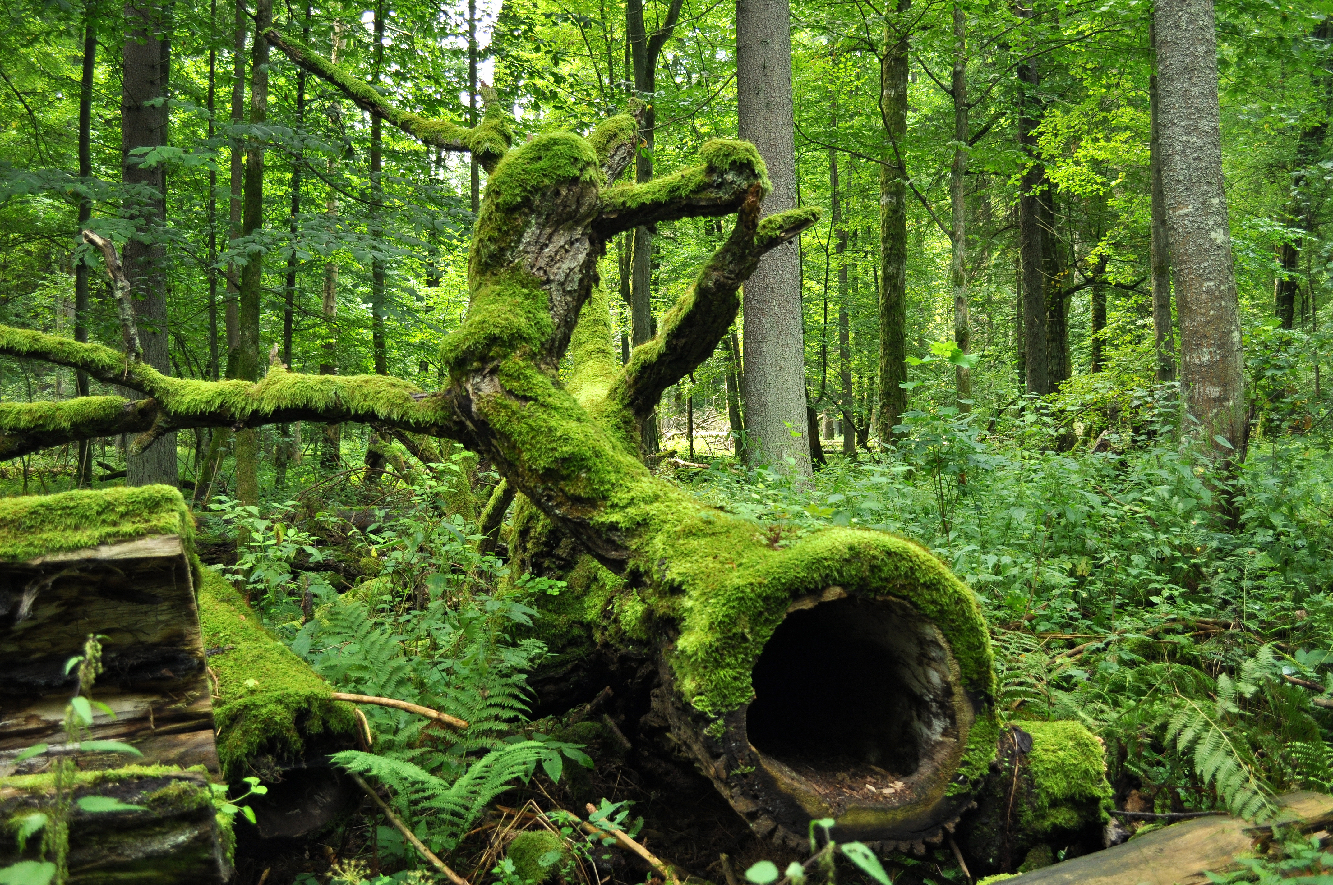 Białowieża Forest