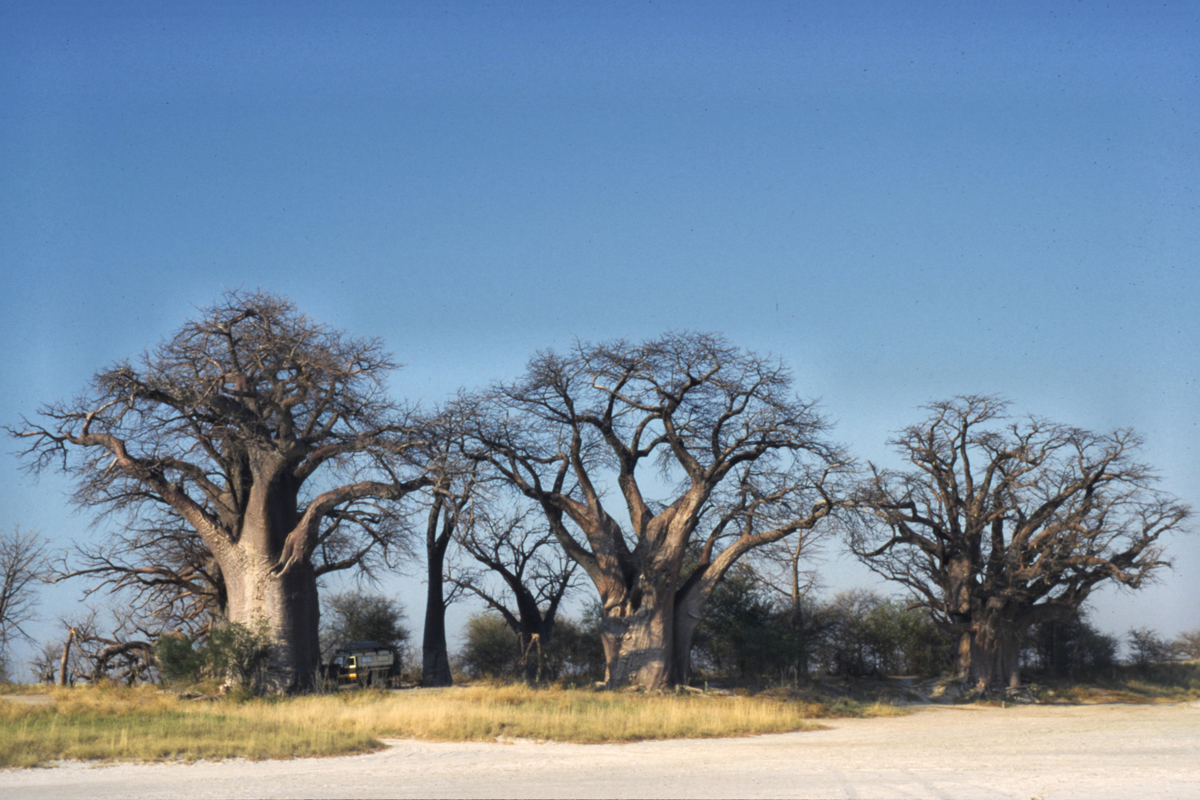 Nxai Pan National Park