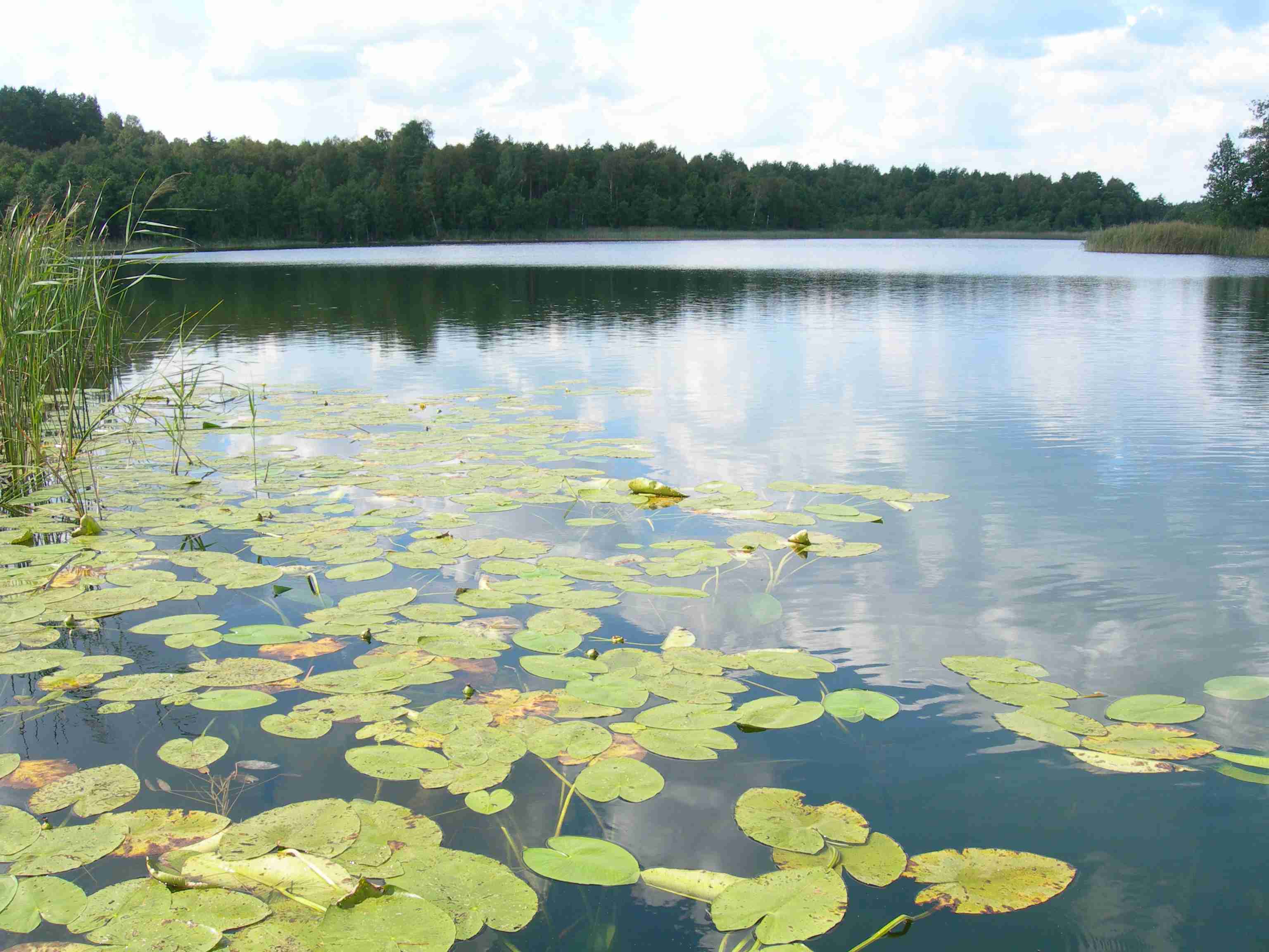 Juodieji Lakajai