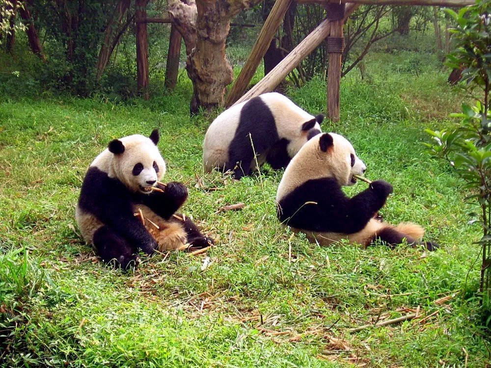 Sichuan Giant Panda Sanctuaries