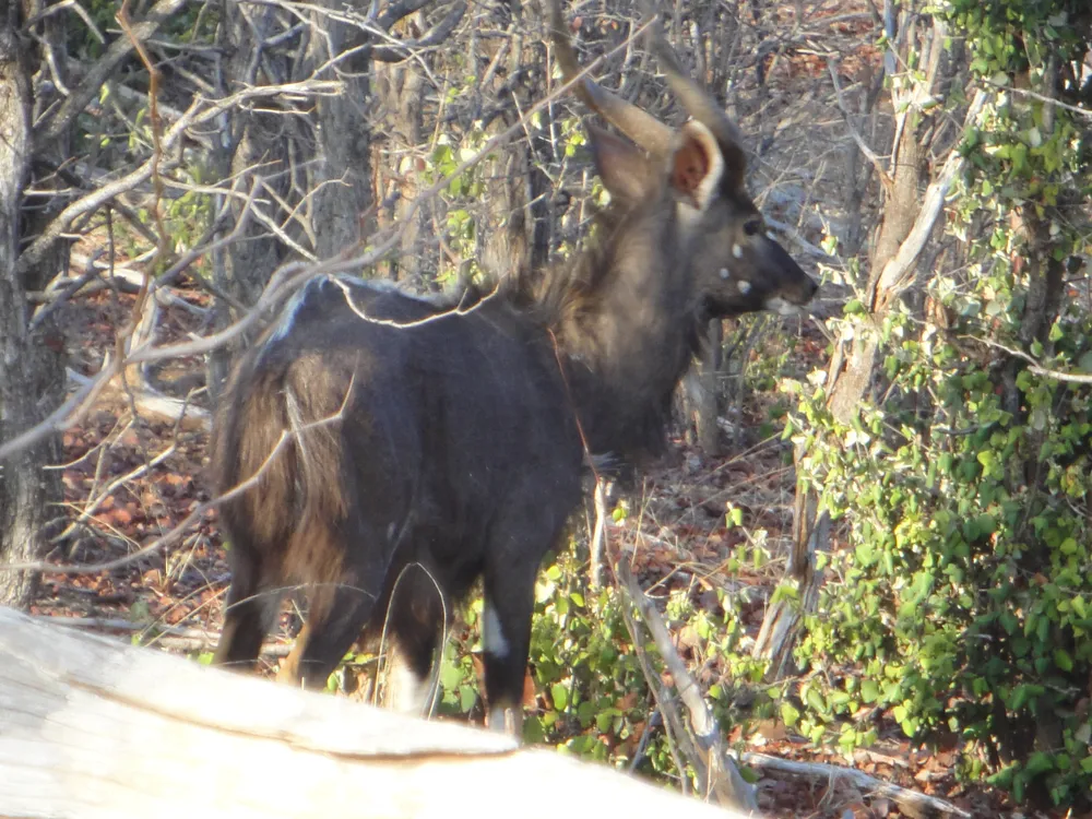 Gonarezhou National Park, Zimbabwe