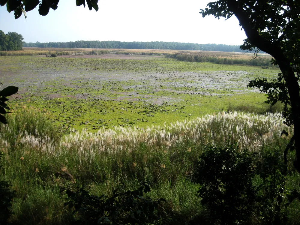 Shuklaphanta National Park