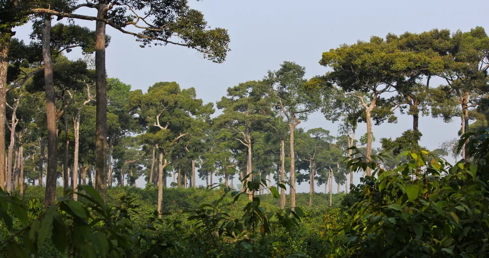 Medhakachhapia National Park