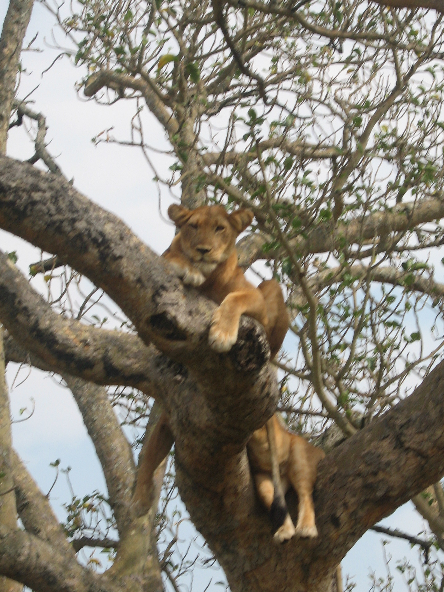 Queen Elizabeth National Park, Uganda