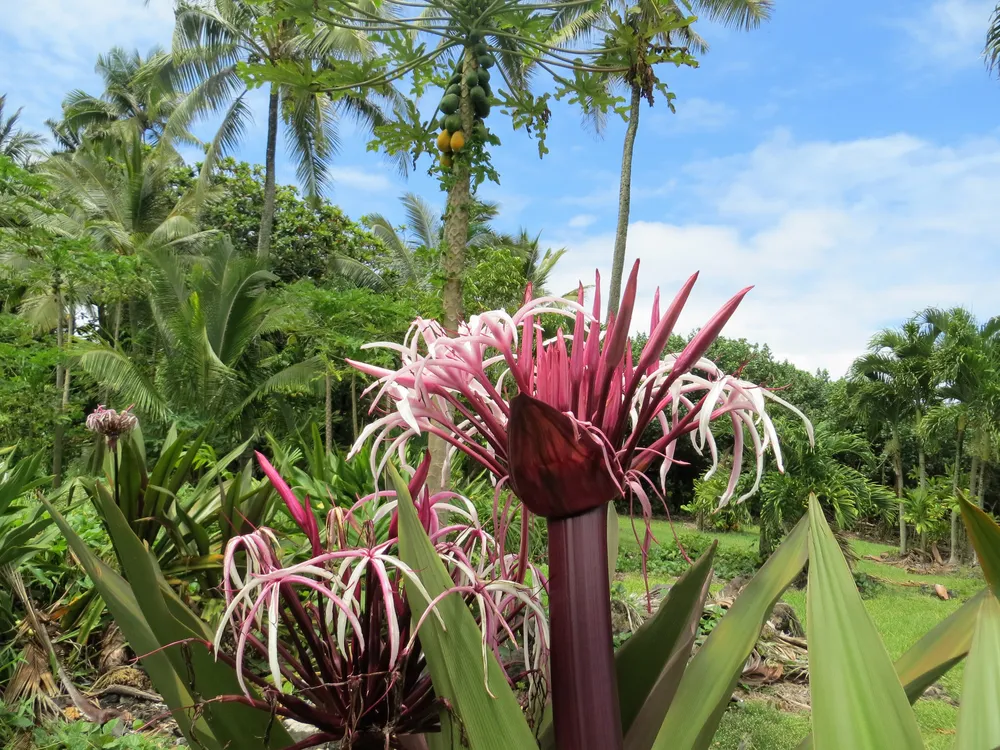 Wai'anapanapa State Park