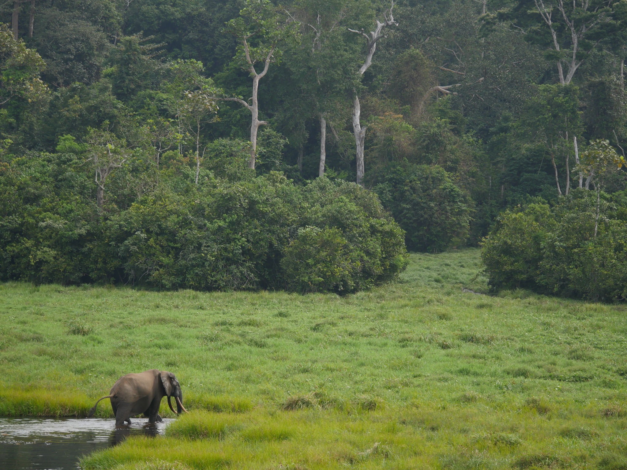 Nouabalé-Ndoki National Park