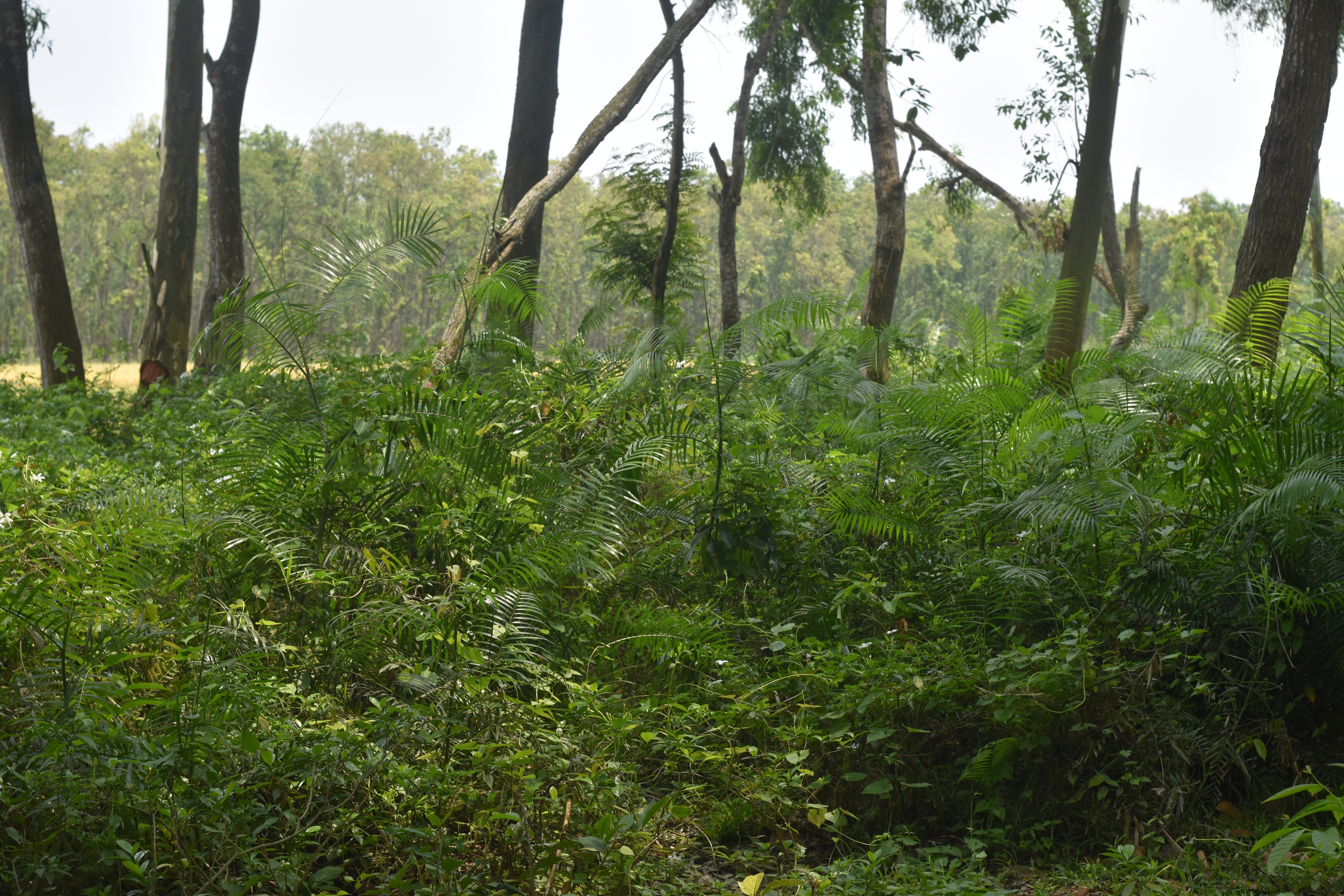 Dharmapur National Forest