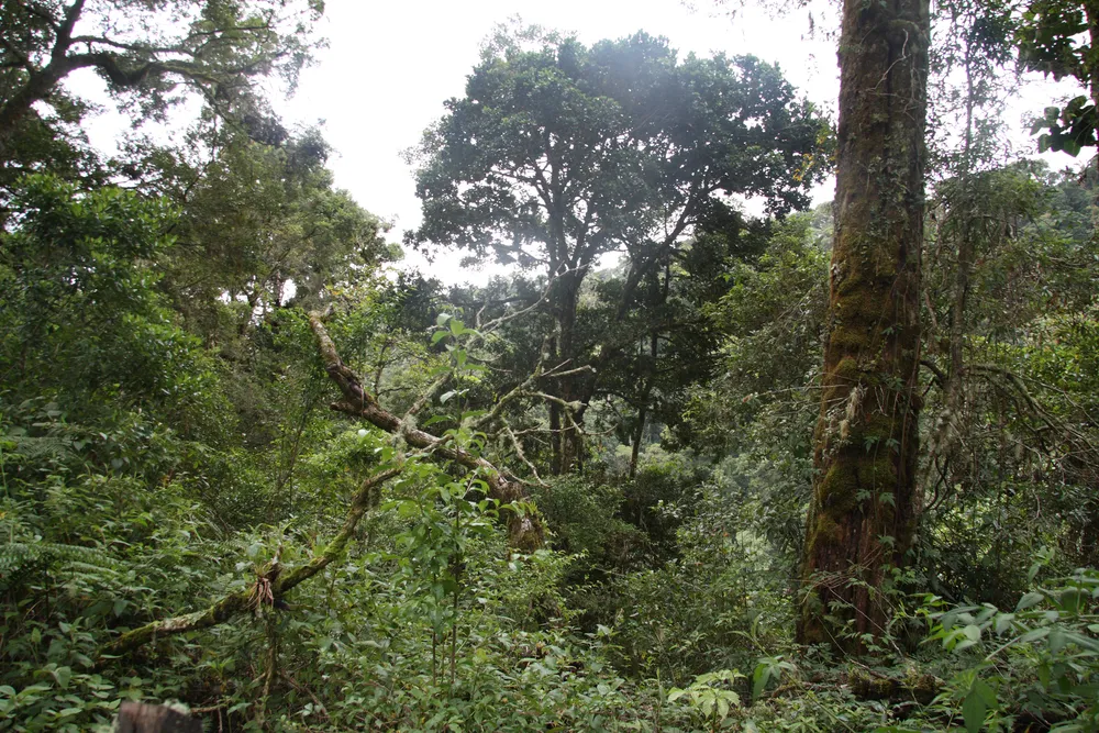 La Amistad International Park, Costa Rica