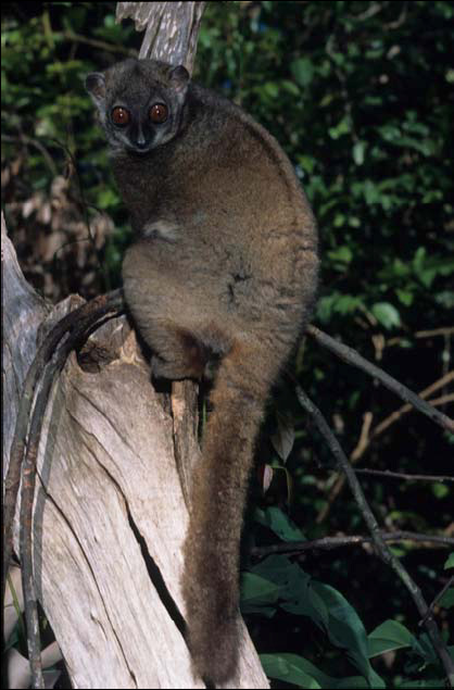 Sahamalaza National Park