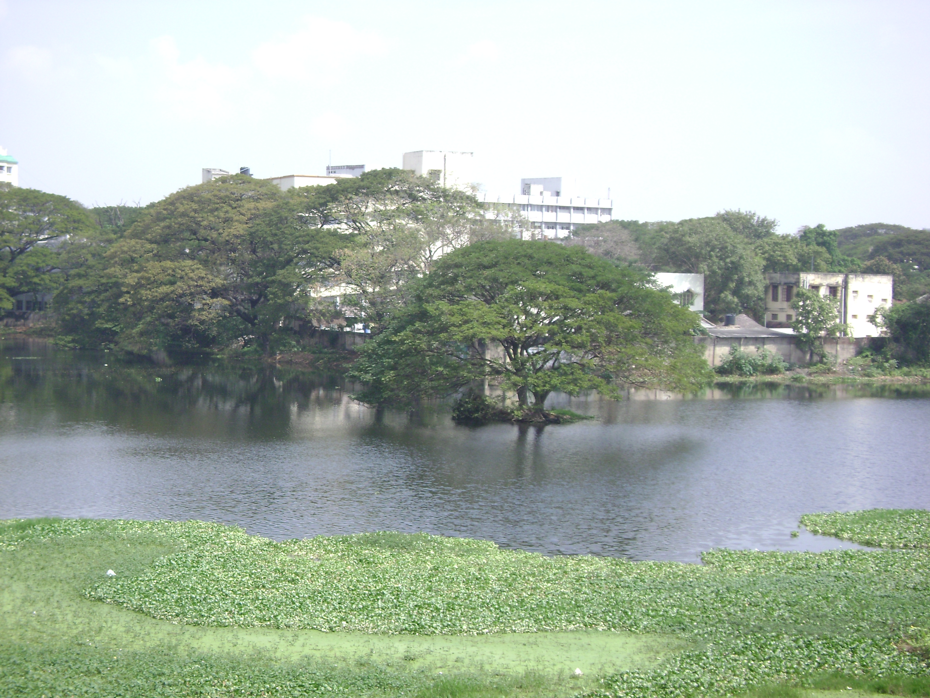Chetput Lake