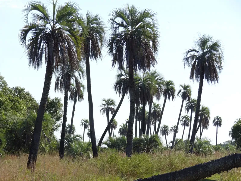 Mburucuyá National Park