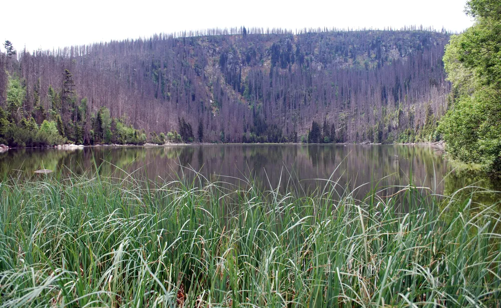 Plechý / Plöckenstein