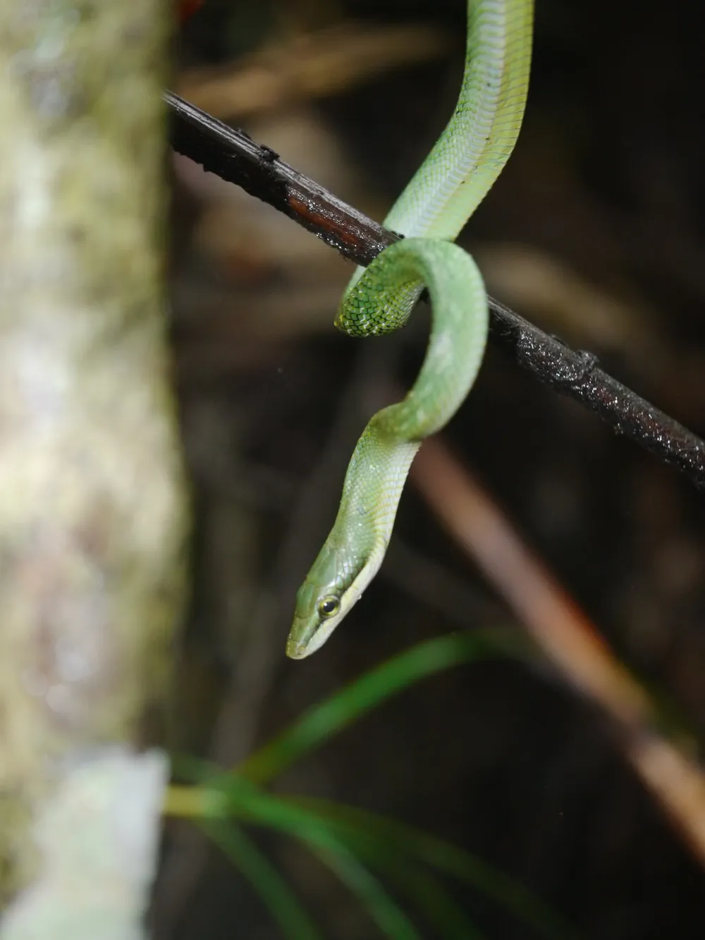 Dehing Patkai National Park