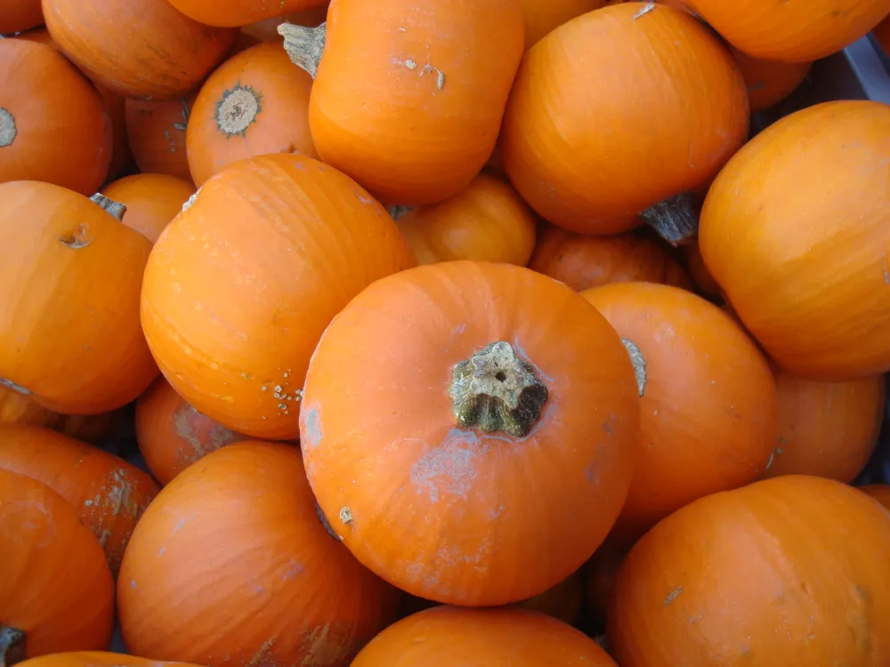 Agritourism
