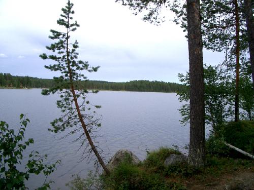 Kedträsket