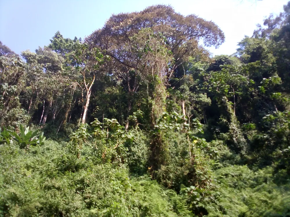 Kibira National Park