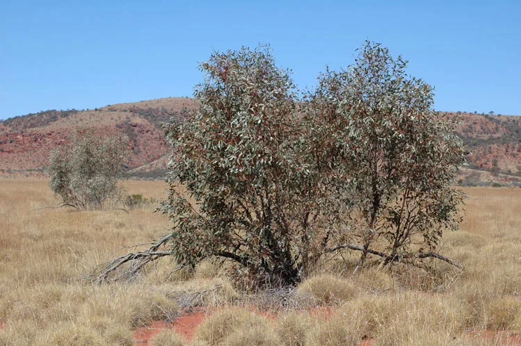 Collier Range National Park