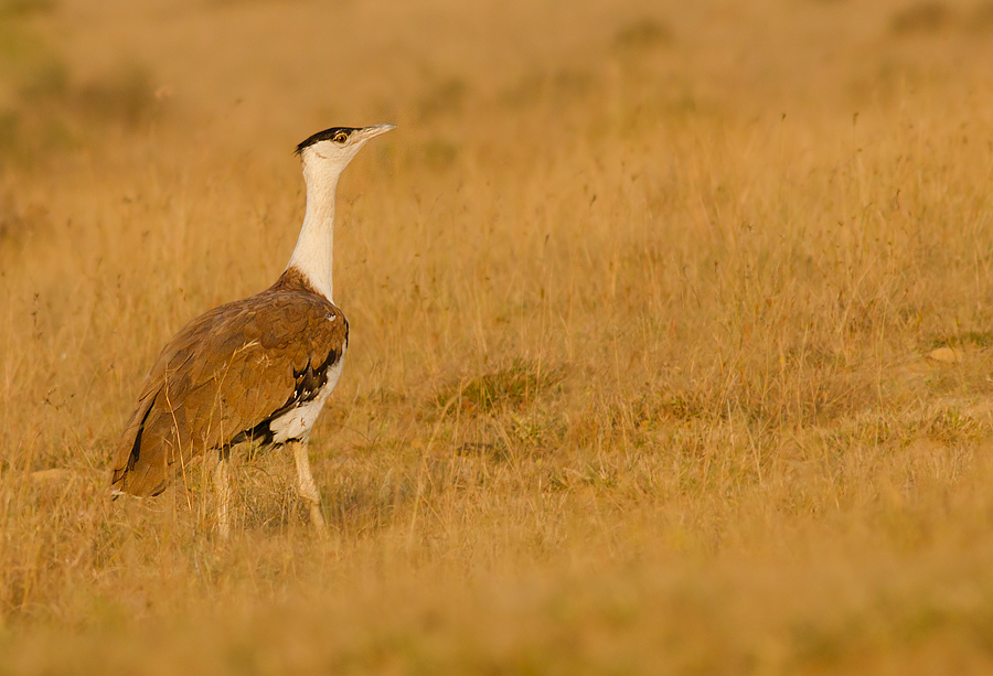 Kutch Bustard Sanctuary